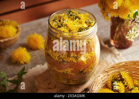 Preparazione di sciroppo di dente di leone da fiori freschi e zucchero di canna in un vaso di vetro Foto Stock