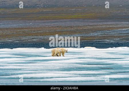 Momma e Baby Polar Bear pattugliano la costa ghiacciata delle isole Svalbard Foto Stock