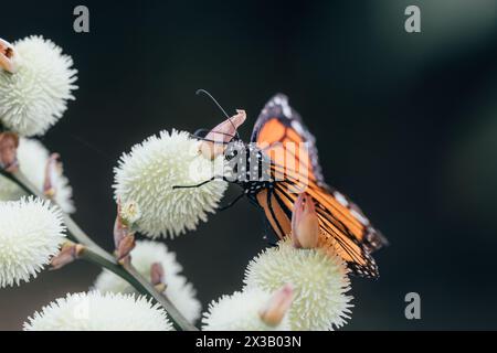 Le iconiche ali ali arancioni e nere di una farfalla monarchica contrastano con i fiori bianchi tenui in un ambiente tranquillo Foto Stock