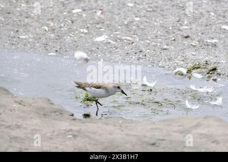 Semipalmated Sandpiper (Calidris pusilla), in cerca di cibo sulla spiaggia. Perù. Foto Stock