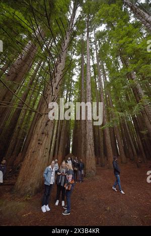 Melnourne, Victoria, Australia. 25 aprile 2024. Persone in visita al Cement Creek Redwood Forest Yarra Ranges National Park di Melbourne. La foresta di sequoie di Cement Creek, nota a molti come ""˜le sequoie di Warburton", è un'incantevole foresta nel Parco nazionale delle Yarra Ranges, nella regione di Wurundjeri. I suoi torreggianti alberi di sequoia della costa (Sequoia sempervirens), alti fino a 55 metri e piantati insieme in uniforme, lo rendono un luogo unico e popolare tra la gente del posto, gli escursionisti e i visitatori internazionali. I visitatori possono passeggiare sotto il baldacchino di questi giganti e trovare un mese Foto Stock