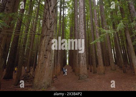 Melnourne, Victoria, Australia. 25 aprile 2024. Persone in visita al Cement Creek Redwood Forest Yarra Ranges National Park di Melbourne. La foresta di sequoie di Cement Creek, nota a molti come ""˜le sequoie di Warburton", è un'incantevole foresta nel Parco nazionale delle Yarra Ranges, nella regione di Wurundjeri. I suoi torreggianti alberi di sequoia della costa (Sequoia sempervirens), alti fino a 55 metri e piantati insieme in uniforme, lo rendono un luogo unico e popolare tra la gente del posto, gli escursionisti e i visitatori internazionali. I visitatori possono passeggiare sotto il baldacchino di questi giganti e trovare un mese Foto Stock