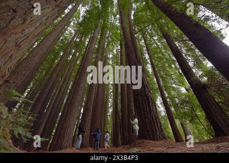 Melnourne, Victoria, Australia. 25 aprile 2024. Persone in visita al Cement Creek Redwood Forest Yarra Ranges National Park di Melbourne. La foresta di sequoie di Cement Creek, nota a molti come ""˜le sequoie di Warburton", è un'incantevole foresta nel Parco nazionale delle Yarra Ranges, nella regione di Wurundjeri. I suoi torreggianti alberi di sequoia della costa (Sequoia sempervirens), alti fino a 55 metri e piantati insieme in uniforme, lo rendono un luogo unico e popolare tra la gente del posto, gli escursionisti e i visitatori internazionali. I visitatori possono passeggiare sotto il baldacchino di questi giganti e trovare un mese Foto Stock