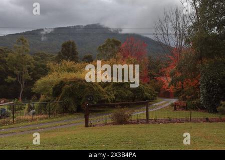Melnourne, Victoria, Australia. 25 aprile 2024. Persone in visita al Cement Creek Redwood Forest Yarra Ranges National Park di Melbourne. La foresta di sequoie di Cement Creek, nota a molti come ""˜le sequoie di Warburton", è un'incantevole foresta nel Parco nazionale delle Yarra Ranges, nella regione di Wurundjeri. I suoi torreggianti alberi di sequoia della costa (Sequoia sempervirens), alti fino a 55 metri e piantati insieme in uniforme, lo rendono un luogo unico e popolare tra la gente del posto, gli escursionisti e i visitatori internazionali. I visitatori possono passeggiare sotto il baldacchino di questi giganti e trovare un mese Foto Stock