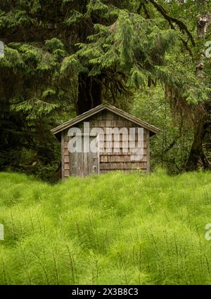 Piccolo edificio esterno ostruito dalle piante di Horsetail presso la stazione Olympic Ranger in estate Foto Stock