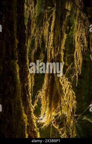 Il sole splende attraverso il muschio appeso agli alberi di Sitka nella foresta pluviale di Hoh Foto Stock