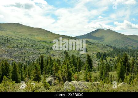 Una fila di giovani pini sullo sfondo di alte catene montuose ricoperte di fitta foresta di conifere in una nuvolosa giornata estiva. Parco naturale Erg Foto Stock