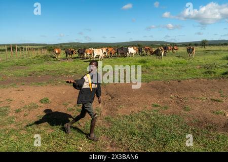 4 febbraio 2024. Villaggio di Masai in Kenya.: Branco di mucche che pascolano su erba verde in un tradizionale villaggio Maasai nell'Africa orientale. Allevamento di bovini nel vil Foto Stock