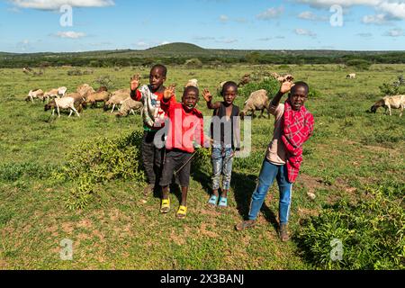 4 febbraio 2024. Villaggio di Masai in Kenya.: Branco di mucche che pascolano su erba verde in un tradizionale villaggio Maasai nell'Africa orientale. Allevamento di bovini nel vil Foto Stock