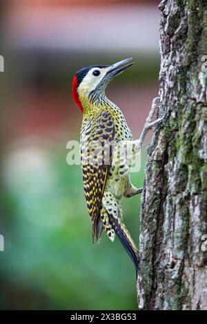 Picchio a banda verde (Colaptes melanochlorus) Pantanal Brasile Foto Stock