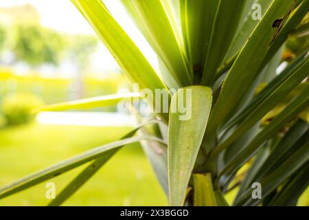 Sfoca splendide foglie verdi di palma con luce solare bokeh, sfondo astratto. Copia dello spazio del concetto di vacanza estiva e viaggio d'affari. Foto Stock