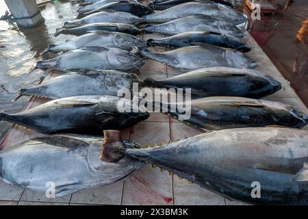 Tonno pinna gialla appena pescato in vendita al mercato ittico di Negombo, sulla costa occidentale dello Sri Lanka. Foto Stock