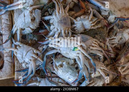 Granchi azzurri appena pescati in vendita al mercato del pesce di Negombo a Negombo, sulla costa occidentale dello Sri Lanka. Foto Stock