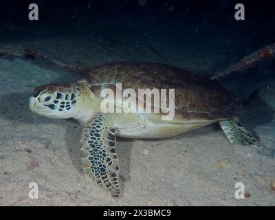 Tartaruga marina, tartaruga falco (Eretmochelys imbricata imbricata), che riposa sul fondale sabbioso di notte. Sito per immersioni John Pennekamp Coral Reef State Foto Stock