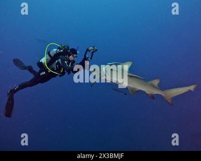 Il subacqueo scatta una foto di un curioso squalo limone (Negaprion brevirostris) nelle profondità dell'oceano. Sito di immersione Lemon Drop, Giove, Florida, Stati Uniti Foto Stock