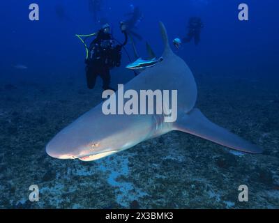 Subacqueo che fotografa uno squalo limone (Negaprion brevirostris) vicino al fondale marino. Sito di immersione Lemon Drop, Giove, Florida, Stati Uniti Foto Stock