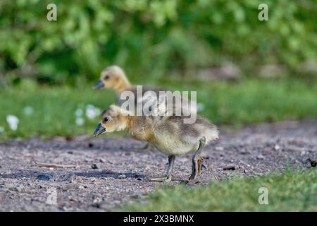 Due pulcini d'oca grigi (Anser anser) che camminano su un sentiero con vegetazione verde sullo sfondo, Muehlenteich, Wismar, Meclemburgo-Vorpommern, Germania Foto Stock