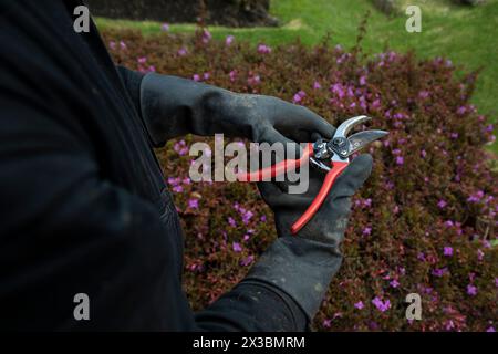 Un giardiniere irriconoscibile nei guanti può contenere un paio di cesoie da giardinaggio Foto Stock