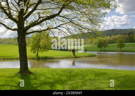 Stagno di pesci a Schwaebisch Hall, stagno, lago, primavera, aprile, parco naturale della foresta sveva-Franconica, Hohenlohe, Heilbronn-Franconia Foto Stock