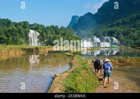 Contadino vietnamita con cappello di riso che lavora un campo di riso bagnato con bufalo d'acqua (bubalus), Báº£ n Giá» cascate Detian direttamente sul confine Foto Stock