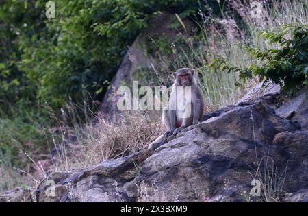 Una scimmia Macaque nella penisola di Son tra vicino a da Nang, Vietnam. Foto Stock