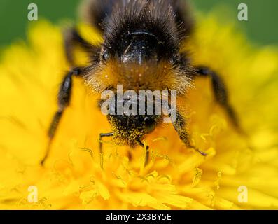 Un bombus peloso (Bombus), seduto su un fiore di tarassaco giallo (Taraxacum officinale) e raccogliendo nettare o polline. Foto Stock