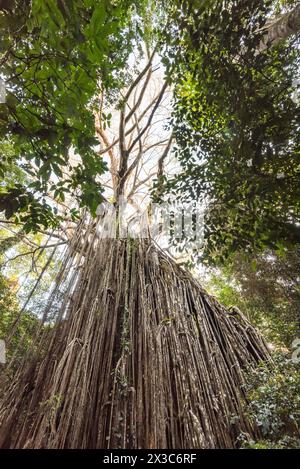 Si stima che il gigante fico dello Strangler conosciuto come Curtain Fig Tree a Yungaburra, Queensland, sull'Atherton Tableland, abbia più di 500 anni Foto Stock