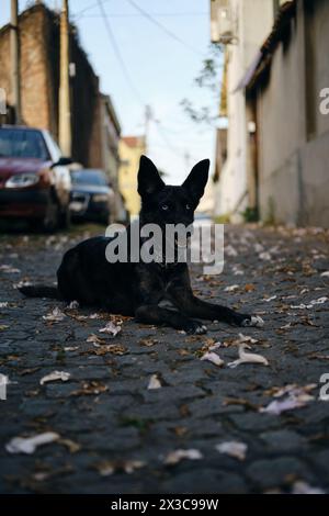 Viaggiare con un animale domestico in Europa. Un'affascinante cagnolina nera dagli occhi blu giace su una strada acciottolata tra piccole case europee. Il centro storico di Zemun, Foto Stock