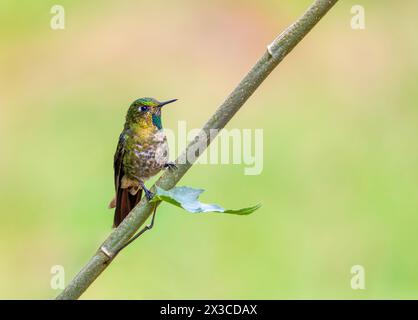 Coda metallica Tyrian (Metallura tyrianthina), specie di colibrì nella sottofamiglia Lesbiinae, brillanti e coquettes. Lago Guatavita, Cundinamarca de Foto Stock