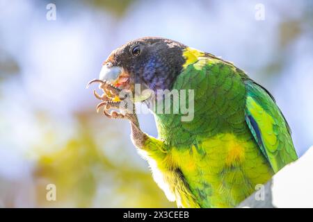 Il collo di cervo australiano (Barnardius zonarius) appollaiava vicino a Bickley, Perth Hills, Australia Occidentale. Foto Stock