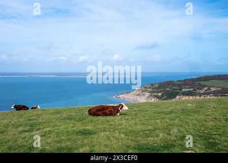 Vacche di allevamento addomesticate che riposano sulla sommità del pascolo 1 Foto Stock