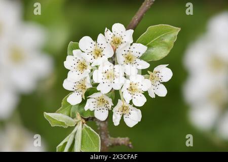 Pere selvatiche - Pyrus communis Foto Stock