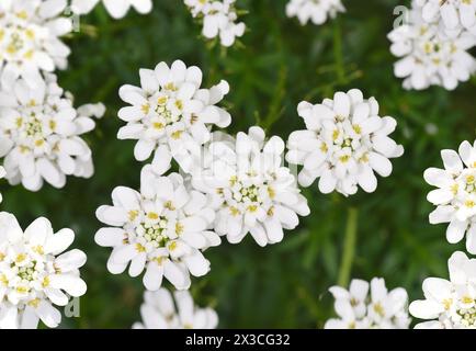 Candytuft perenne - Iberis sempervirens Foto Stock