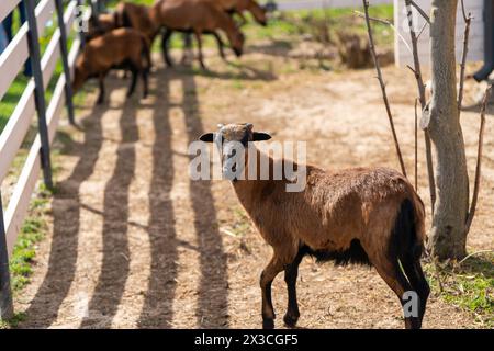 Le pecore del Camerun pascolano nel paddock o nella gabbia dello zoo. Concetto animale Foto Stock