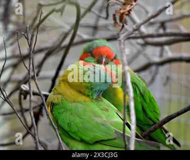 Il lorikeet muschiato è principalmente verde ed è identificato dalla fronte rossa, dalla corona blu e da una distintiva fascia gialla sull'ala. Foto Stock