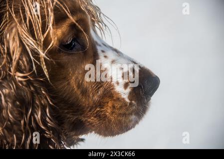ritratto di spaniel Foto Stock