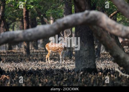 Cervi maculati nell'habitat delle mangrovie. Questa foto è stata scattata dal Parco Nazionale di Sundarbans, Bangladesh. Foto Stock