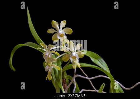 Vista ravvicinata delle specie di orchidee epifitiche di vanda denisoniana che fioriscono con fiori gialli e bianchi isolati su sfondo nero Foto Stock