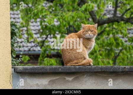 Un gatto domestico siede su un muro Foto Stock