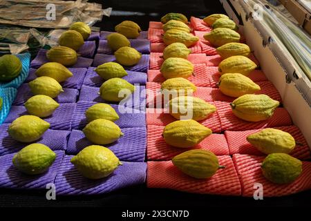 Etrogs o frutti di cedro, una delle quattro specie di piante utilizzate nell'osservanza rituale della festa ebraica di Sukkot, venduta in uno speciale Jerusal Foto Stock