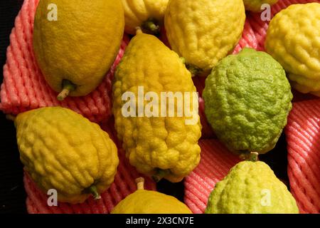 Etrogs o frutti di cedro, una delle quattro specie di piante utilizzate nell'osservanza rituale della festa ebraica di Sukkot, essendo vendute in uno speciale Foto Stock