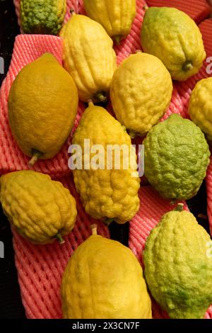 Etrogs o frutti di cedro, una delle quattro specie di piante utilizzate nell'osservanza rituale della festa ebraica di Sukkot, essendo vendute in uno speciale Foto Stock