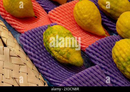 Etrogs o frutti di cedro, una delle quattro specie di piante utilizzate nell'osservanza rituale della festa ebraica di Sukkot, essendo vendute in uno speciale Foto Stock