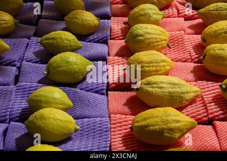 Etrogs o frutti di cedro, una delle quattro specie di piante utilizzate nell'osservanza rituale della festa ebraica di Sukkot, venduta in uno speciale Jerusal Foto Stock