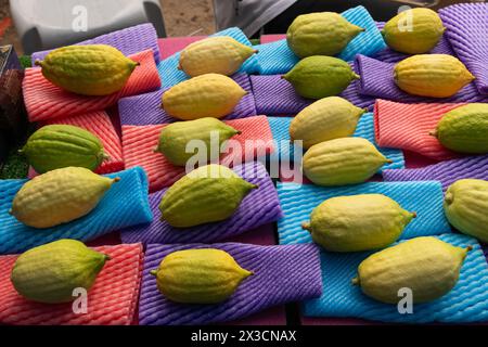 Etrogs o frutti di cedro, una delle quattro specie di piante utilizzate nell'osservanza rituale della festa ebraica di Sukkot, essendo vendute in uno speciale Foto Stock