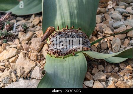 Primo piano di una pianta di Welwitschia (Welwitschia mirabilis) nel giardino botanico di Dresda, Germania Foto Stock