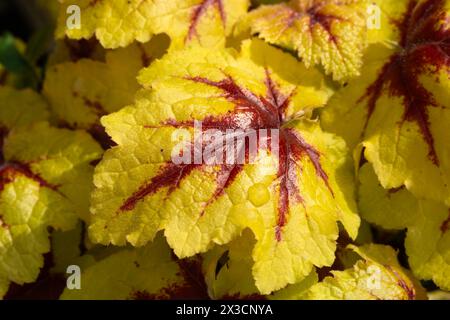 Heucherella 'cattura del fuoco' una pianta erbacea perenne fogliame con foglie verdi chiare e gialle in autunno, che è una croce tra bruchi Foto Stock