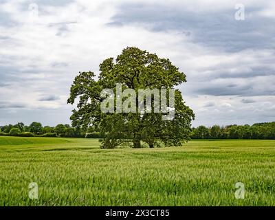 Una possente quercia (Quercus) si trova in un campo con orzo nello Schleswig-Holstein, Germania Foto Stock