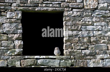 Little Owl (Athene noctua) seduto alla finestra di un fienile di pietra in disuso, Wensleydale, North Yorkshire, Regno Unito. Foto Stock