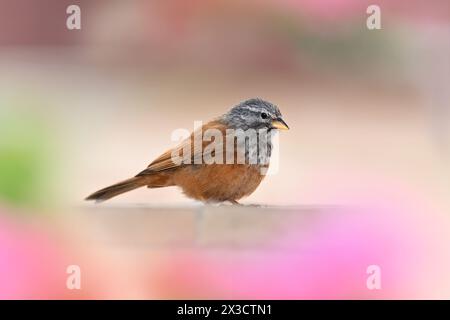 Casa Bunting - Emberiza sahari Foto Stock